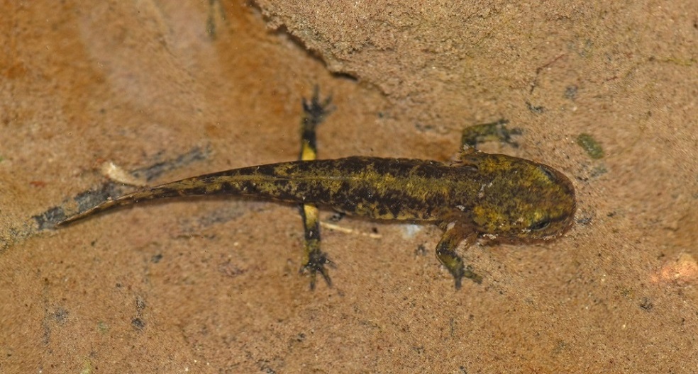 Larva di Salamandra salamandra